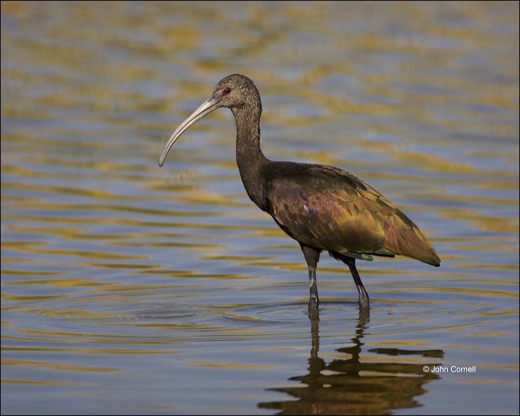 White-faced Ibis;Ibis;Plegadis chihi;Southwest USA;one animal;close-up;color image;nobody;photography;day;outdoors. Wildlife;birds;animals in the wild;One;avifauna;bird;feather;feathered;outdoors;outside;untamed;wild;color;color photograph;daytime;close up;feathers;wilderness;perch;perching;watching;watchful;Close up